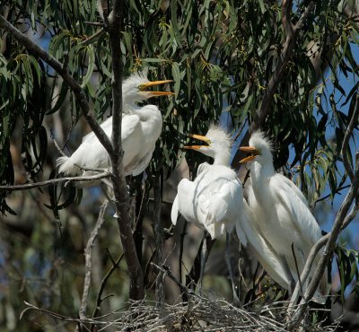 Great Egret nestlings