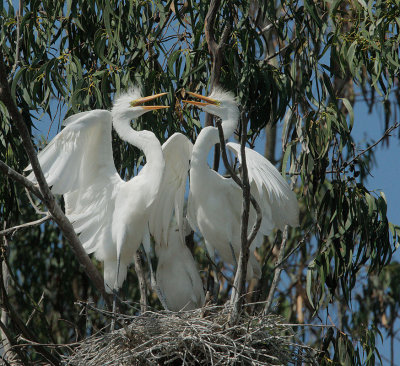 Great Egret nestllings