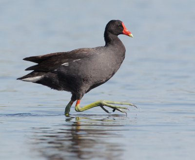 Common Gallinule