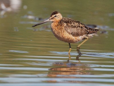 Long-billed Dowitcher, partial breeding plumage