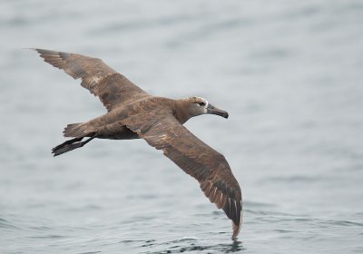 Black-footed Albatross