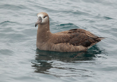 Black-footed Albatross