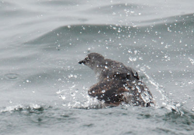 Cassin's Auklets