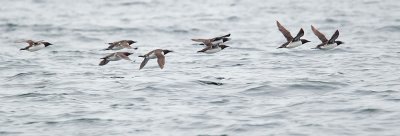 Common Murres, flying