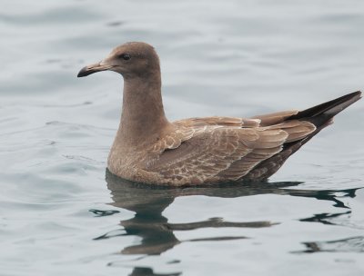Heermann's Gull, juvenile
