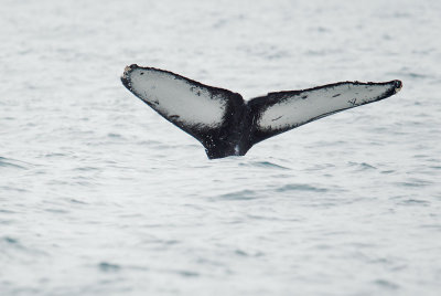 Humpback Whale, flukes