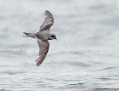 Fork-tailed Storm-Petrels