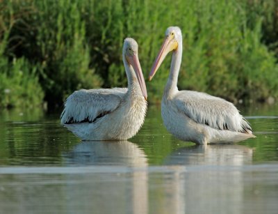 American White Pelicans