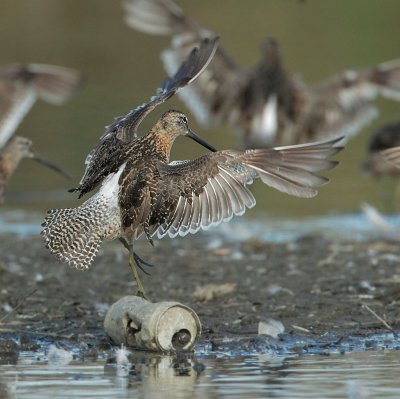 Long-billed Dowitcher, displaying tail