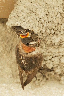 Cliff Swallows, adult feeding nestling