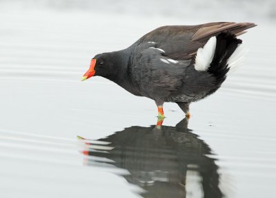 Common Gallinule