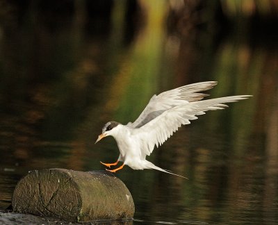 Forster's Tern, landing