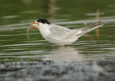 Forster's Tern, with fish