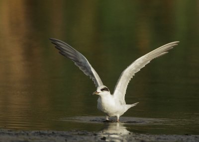 Forster's Tern