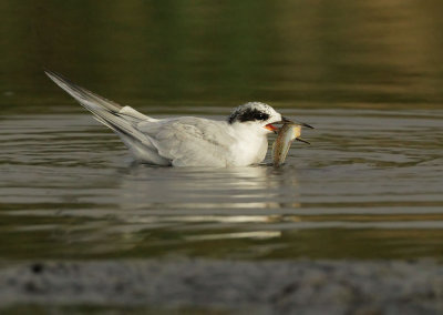 Forster's Tern, with fish