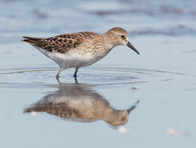 Least Sandpiper, juvenile