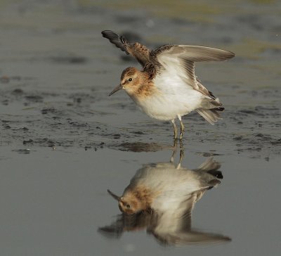 Least Sandpiper, juvenile