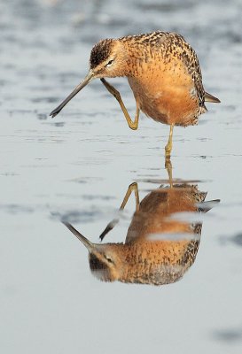 Long-billed Dowitcher, breeding plumage