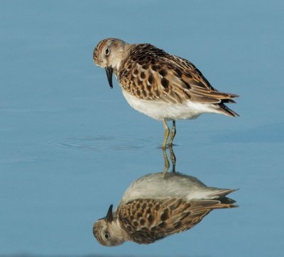 Least Sandpiper, juvenile