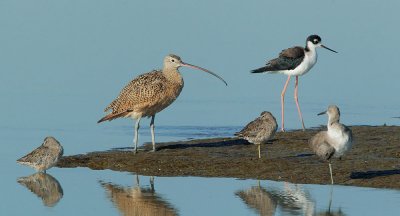 Long-billed Curlew etc.