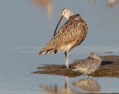 Long-billed Curlew and Dowitcher sp.