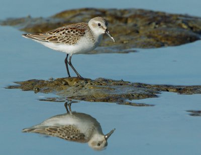 Western Sandpiper, juvenile