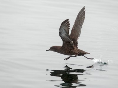 Sooty Shearwater, taking off