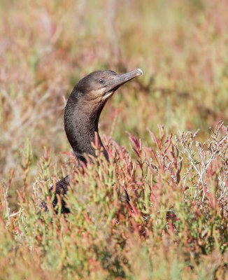 Brandt's Cormorant, juvenile