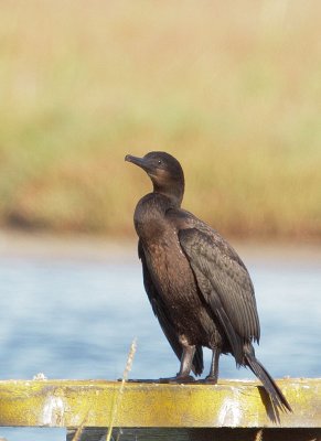 Brandt's Cormorant, juvenile