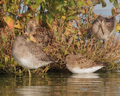 Pectoral Sandpipers, juveniles