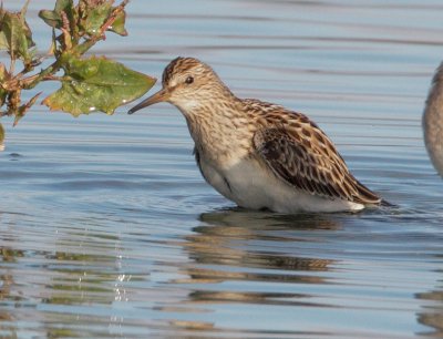 Pectoral Sandpiper, juvenile