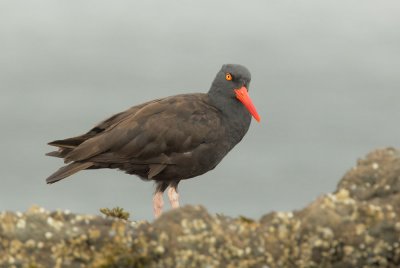 Black Oystercatcher