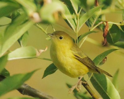 Yellow Warbler, female
