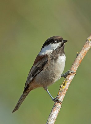 Chestnut-backed Chickadee