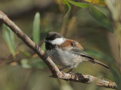 Chestnut-backed Chickadee