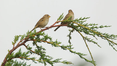 White-crowned Sparrows, first winter