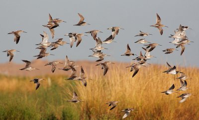 Long-billed Dowitchers