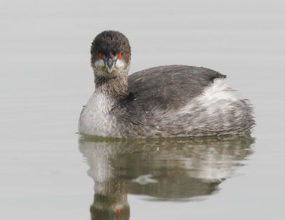 Eared Grebe