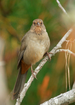 California Towhee