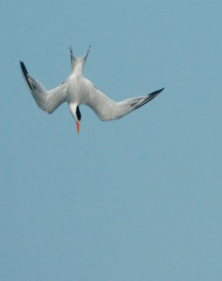 Elegant Tern, diving