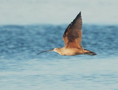 Long-billed Curlew