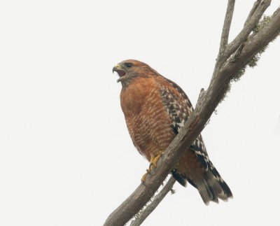 Red-shouldered Hawk