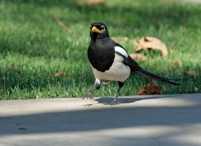 Yellow-billed Magpie