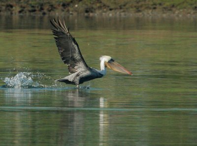 Brown Pelican, landing