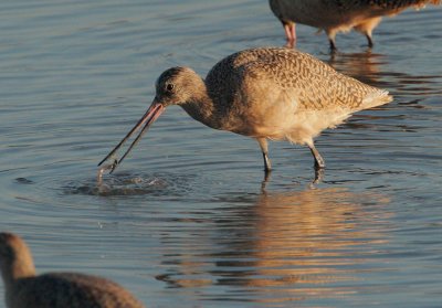 Marbled Godwit, with prey