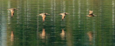 Marbled Godwits