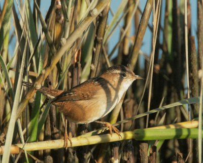 Marsh Wren