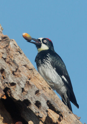 Acorn Woodpecker, with acorn