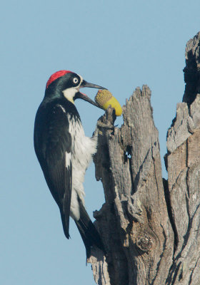 Acorn Woodpecker, with acorn