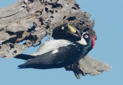 Acorn Woodpecker, male, inserting acorn upside down